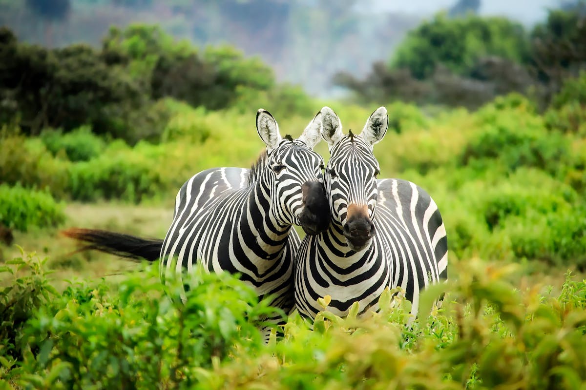 África